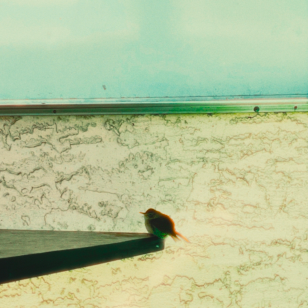 frail (deluxe) Album Cover